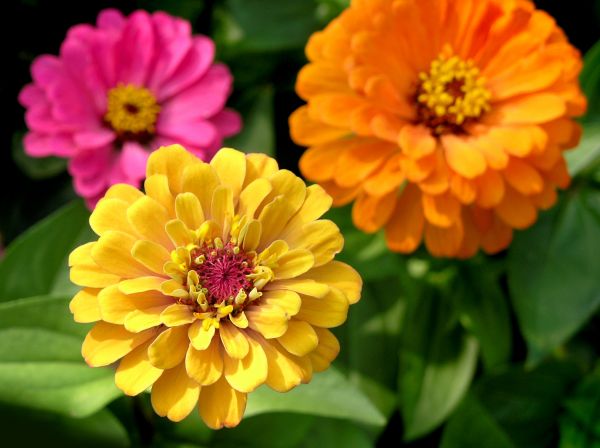 Zinnia Planting in Rotonda West