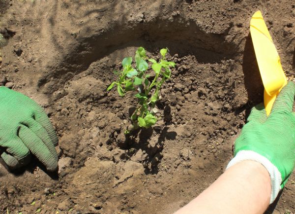 Rose Bush Planting in Rotonda West