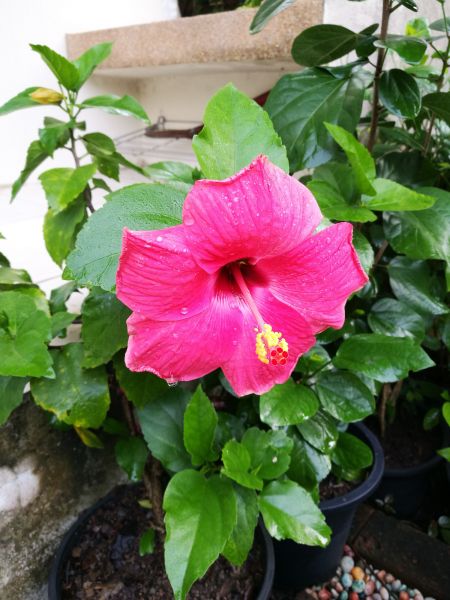 Hibiscus Planting in Rotonda West