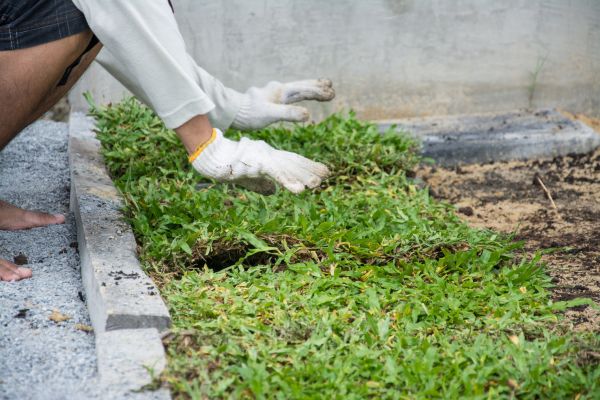 Ground Cover Planting in Rotonda West
