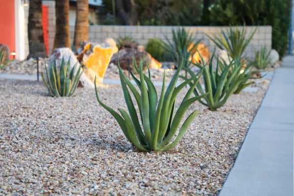 Drought Resistant Landscaping in Rotonda West
