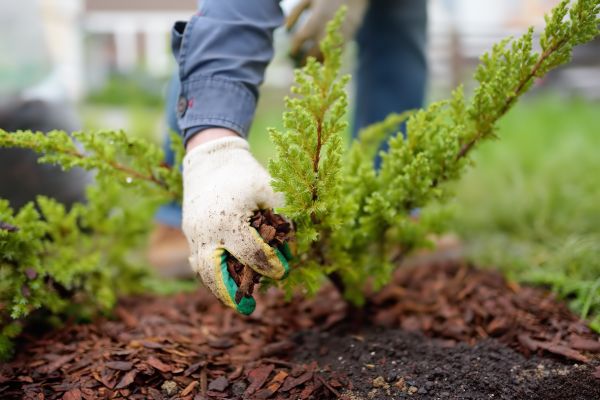 Church Mulching in Rotonda West