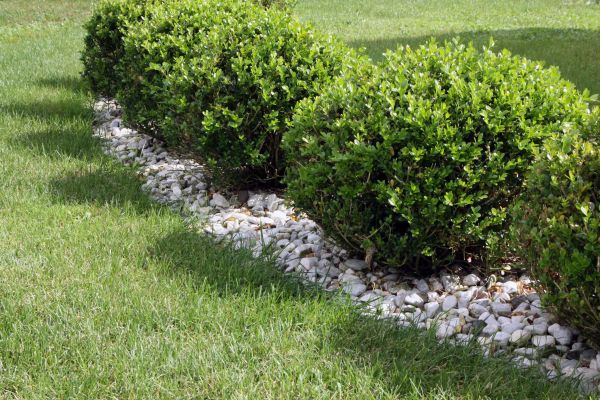 Boxwood Planting in Rotonda West
