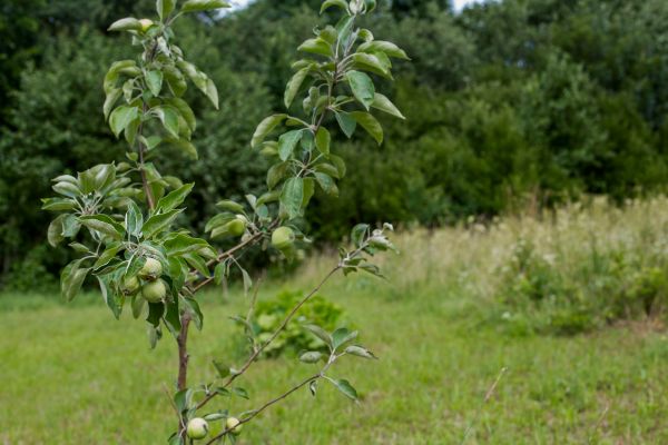 Apple Tree Planting in Rotonda West