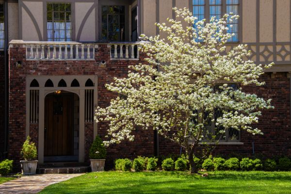 Dogwood Tree Planting in Rotonda West