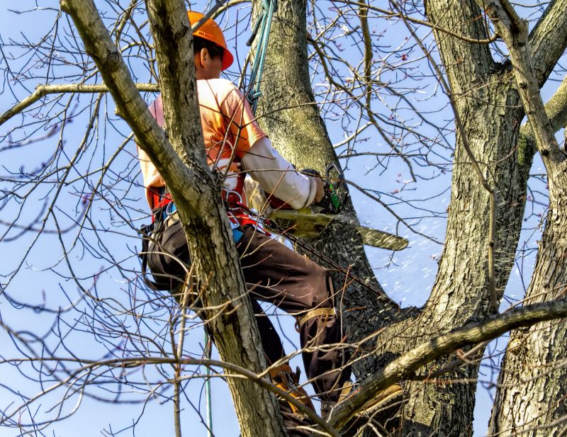 Arborist Tree Service detail